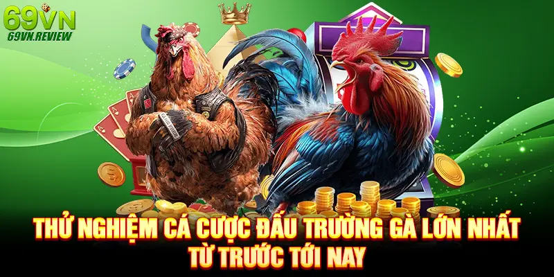 Thử nghiệm cá cược đấu trường gà lớn nhất từ trước tới nay 
